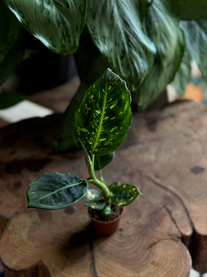 Dieffenbachia Reflector 2”