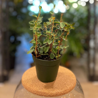 Peperomia Red Log 4”
