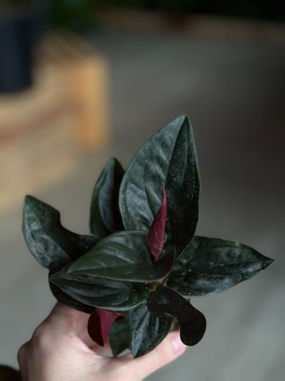 Syngonium Red Arrow 2"