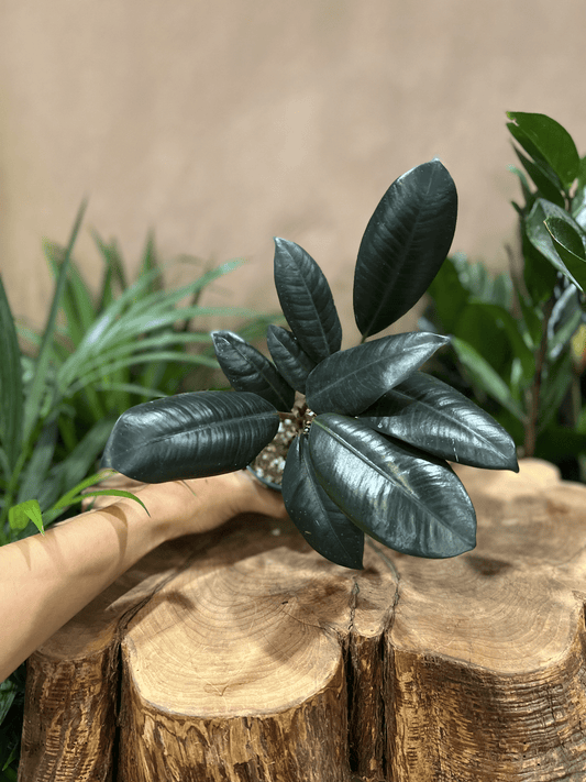 Ficus Burgundy (Rubber Tree) 4"