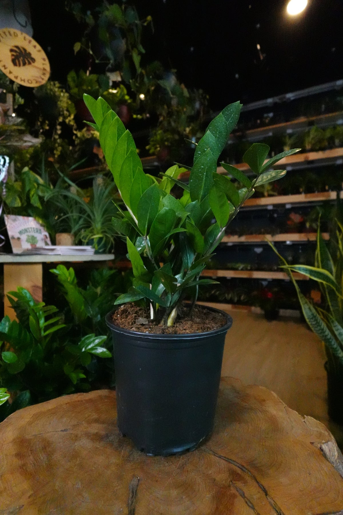 ZZ Plant 8"