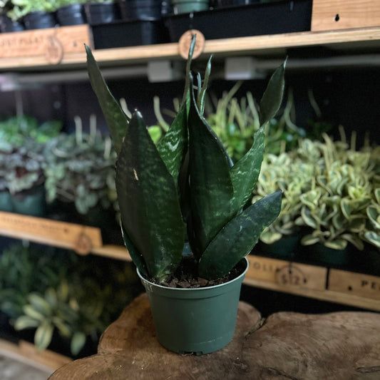 Sansevieria Black Dragon 6"