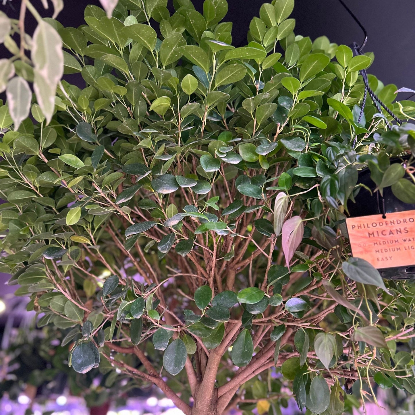 Ficus Moclame 17"