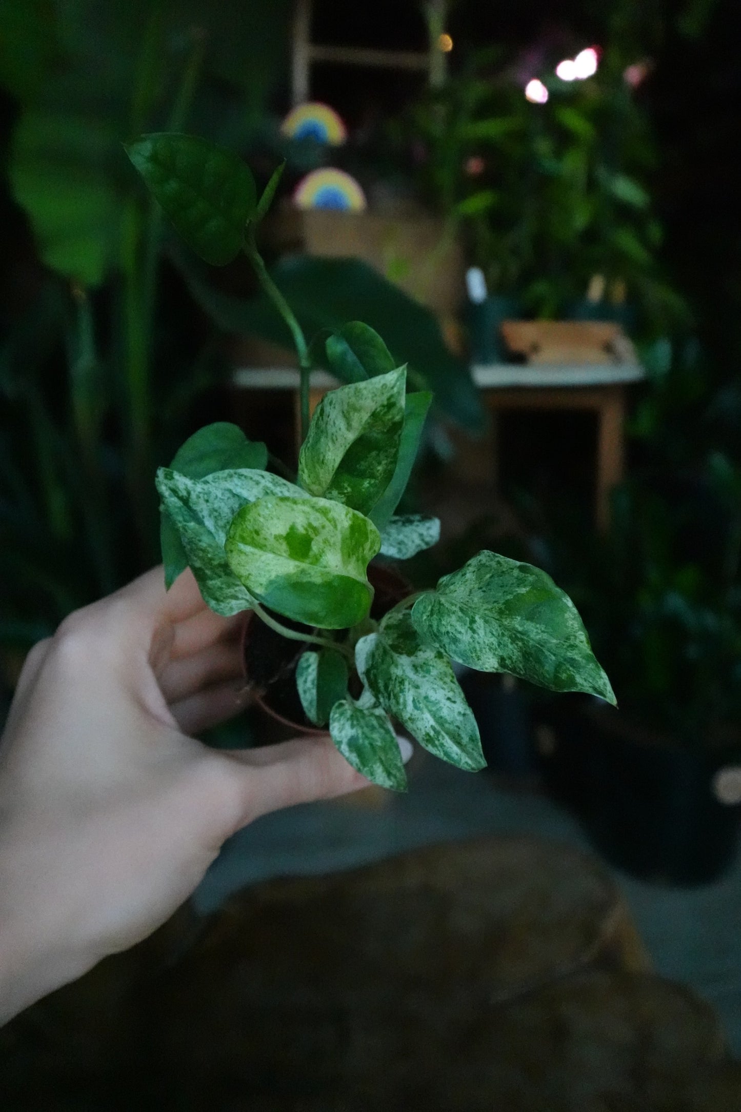 Epipremnum Pinnatum Marble 2”