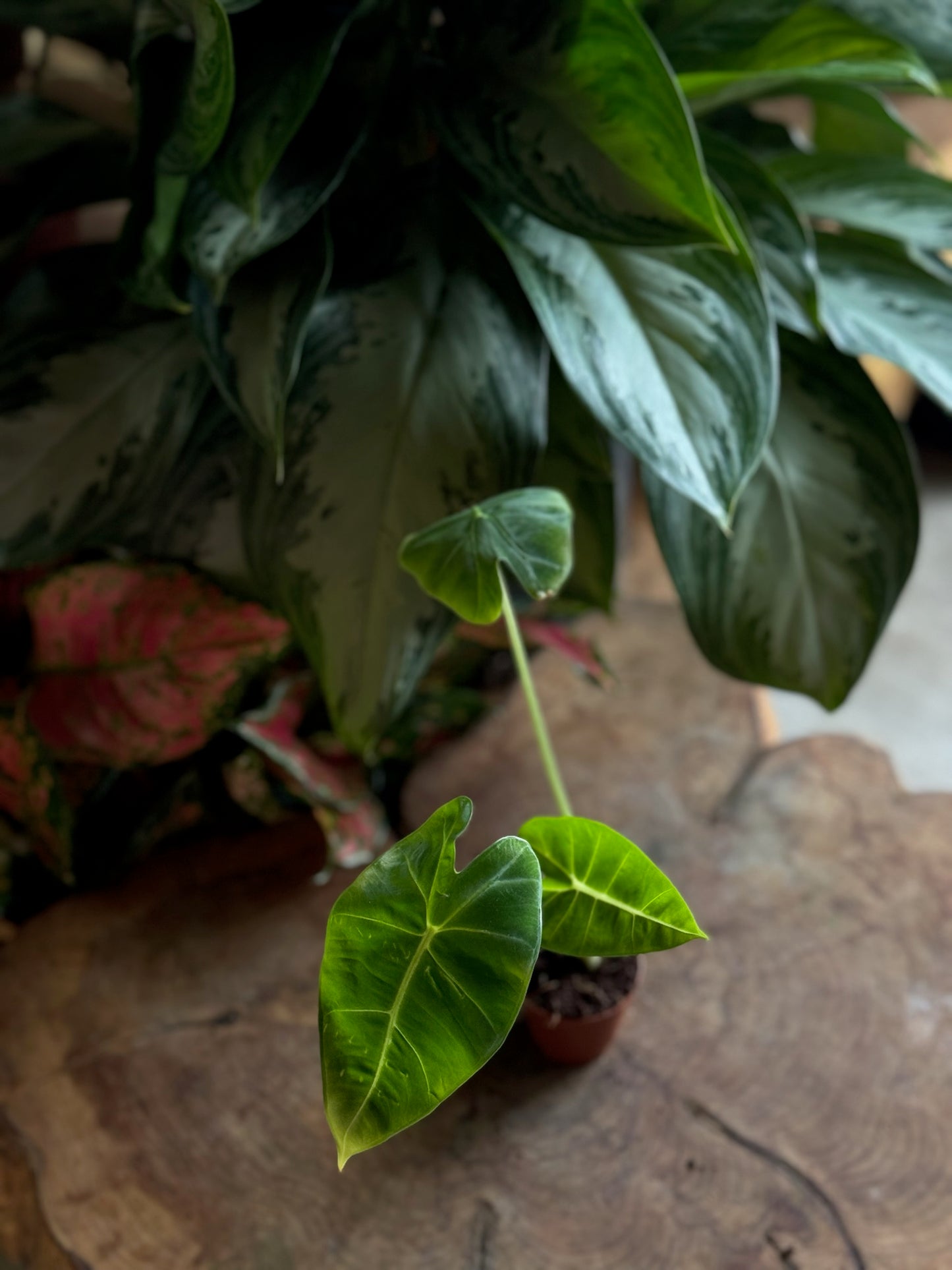 Alocasia Frydek 2”