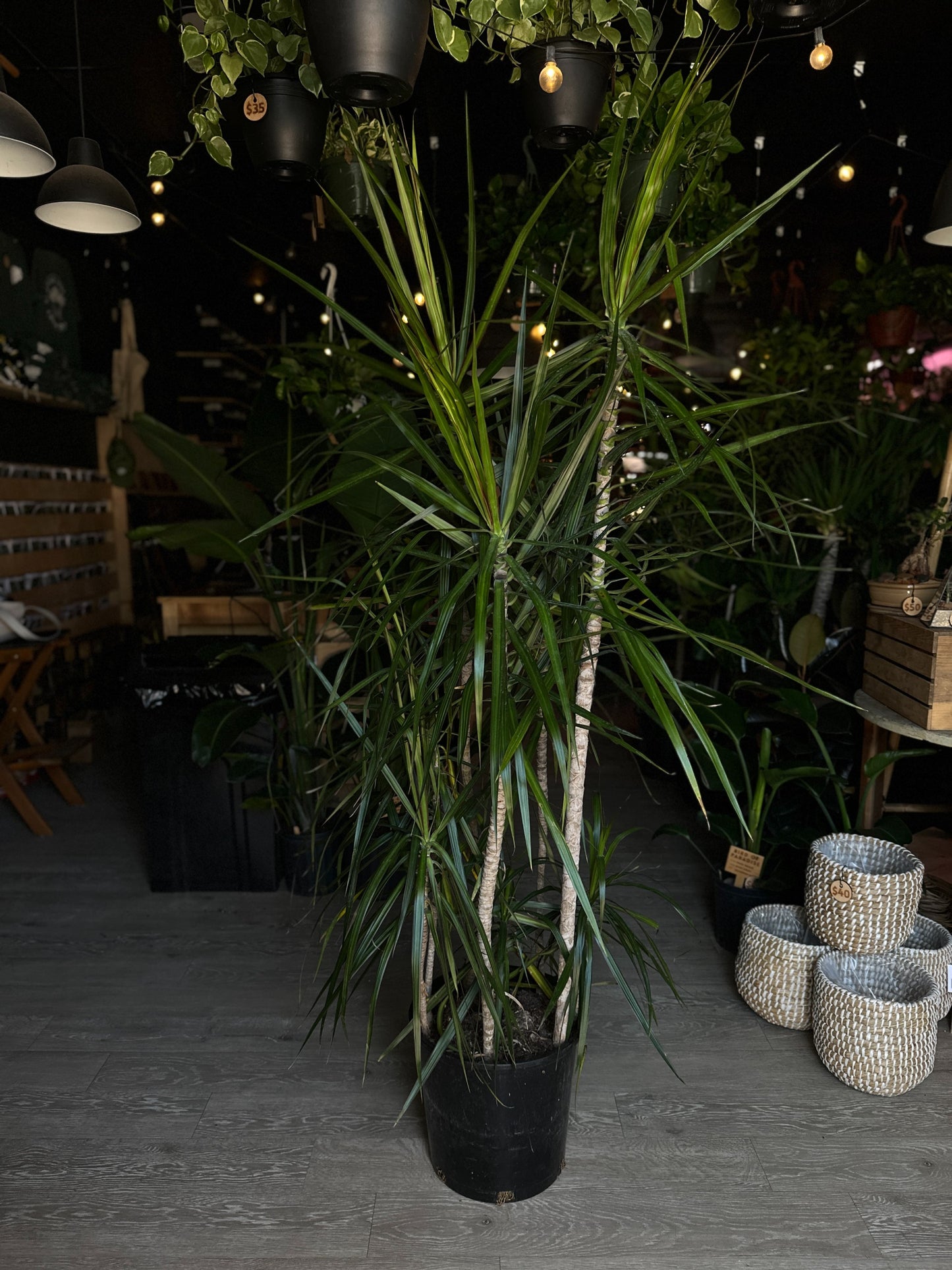 Dragon Tree (Dracaena Marginata) 14"
