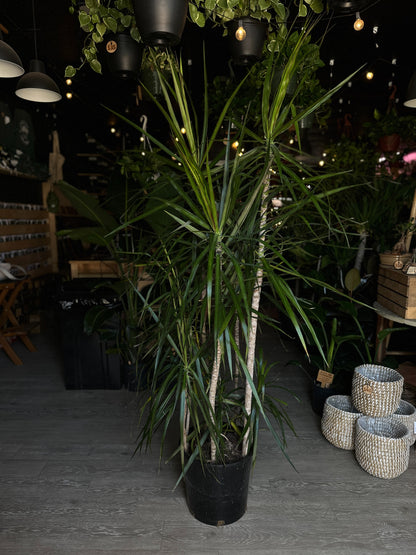 Dragon Tree (Dracaena Marginata) 14"