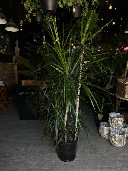 Dragon Tree (Dracaena Marginata) 14"