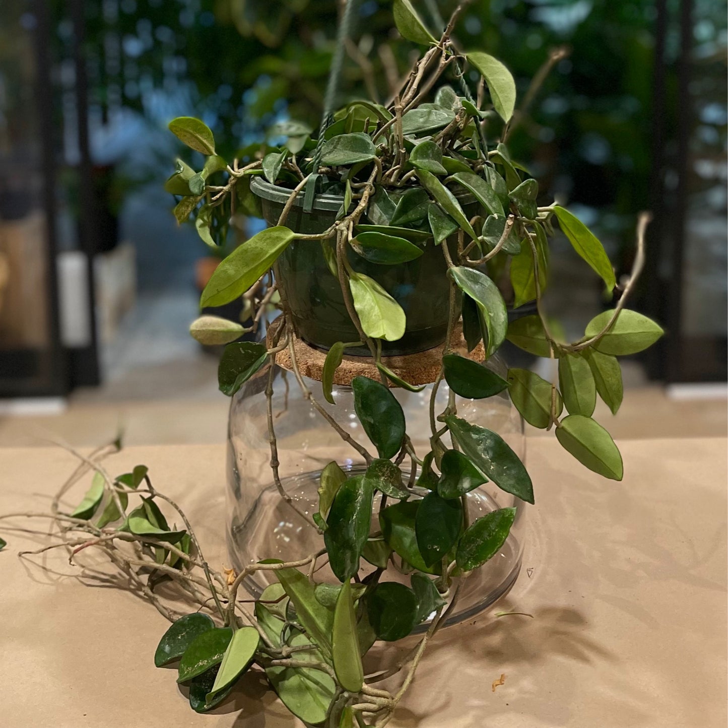 Hoya Carnosa Green HB 8"