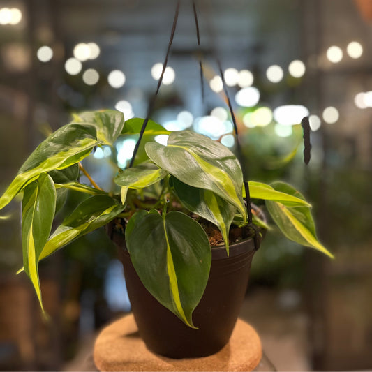 Philodendron Brasil HB 6”