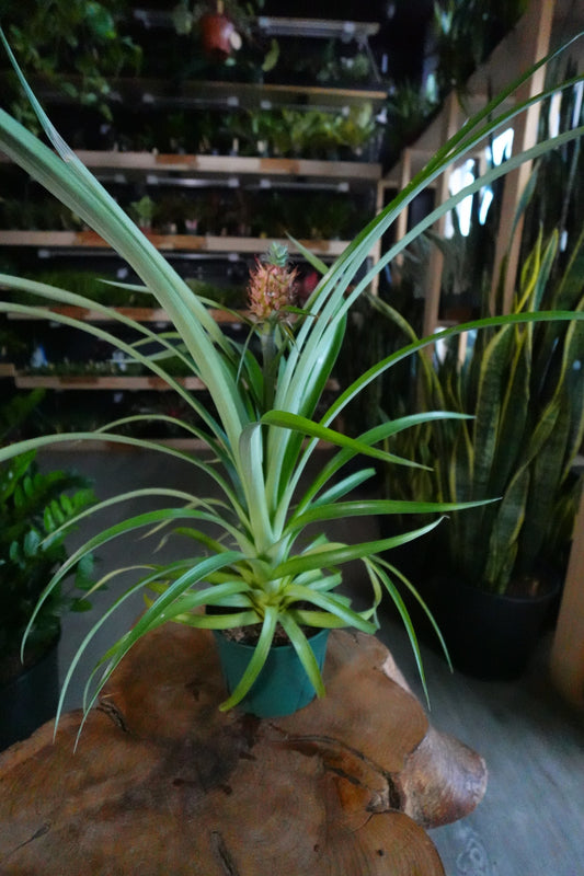 Ananas Amaury Pineapple 6"