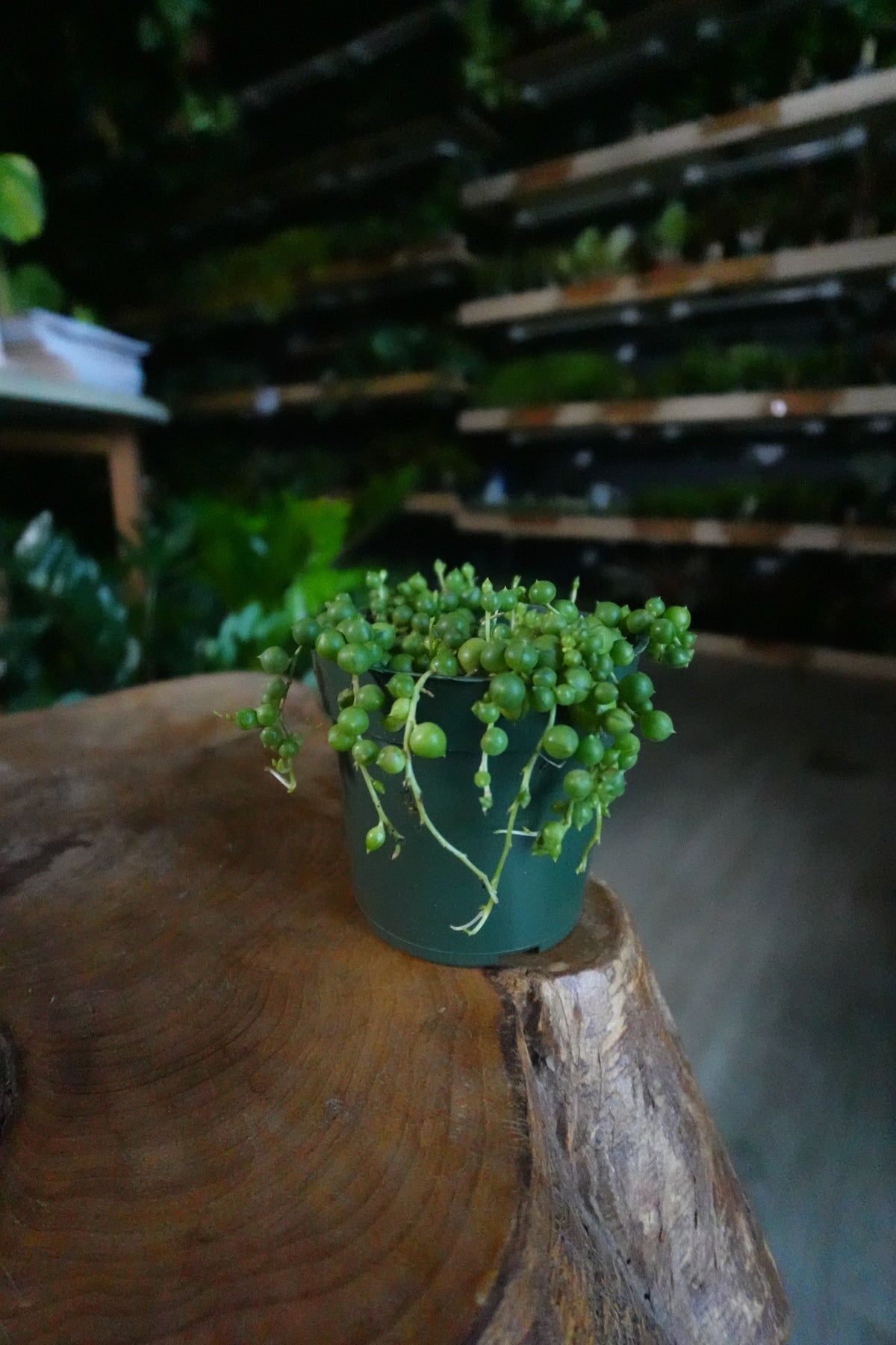 String Of Pearls 4"