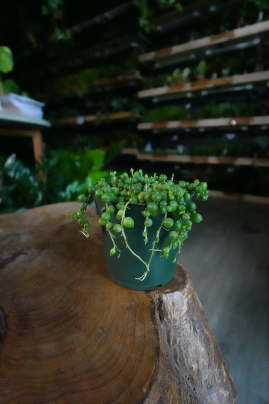 String Of Pearls 4"
