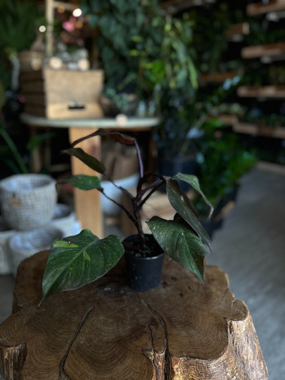 Philodendron Orange Princess 4"