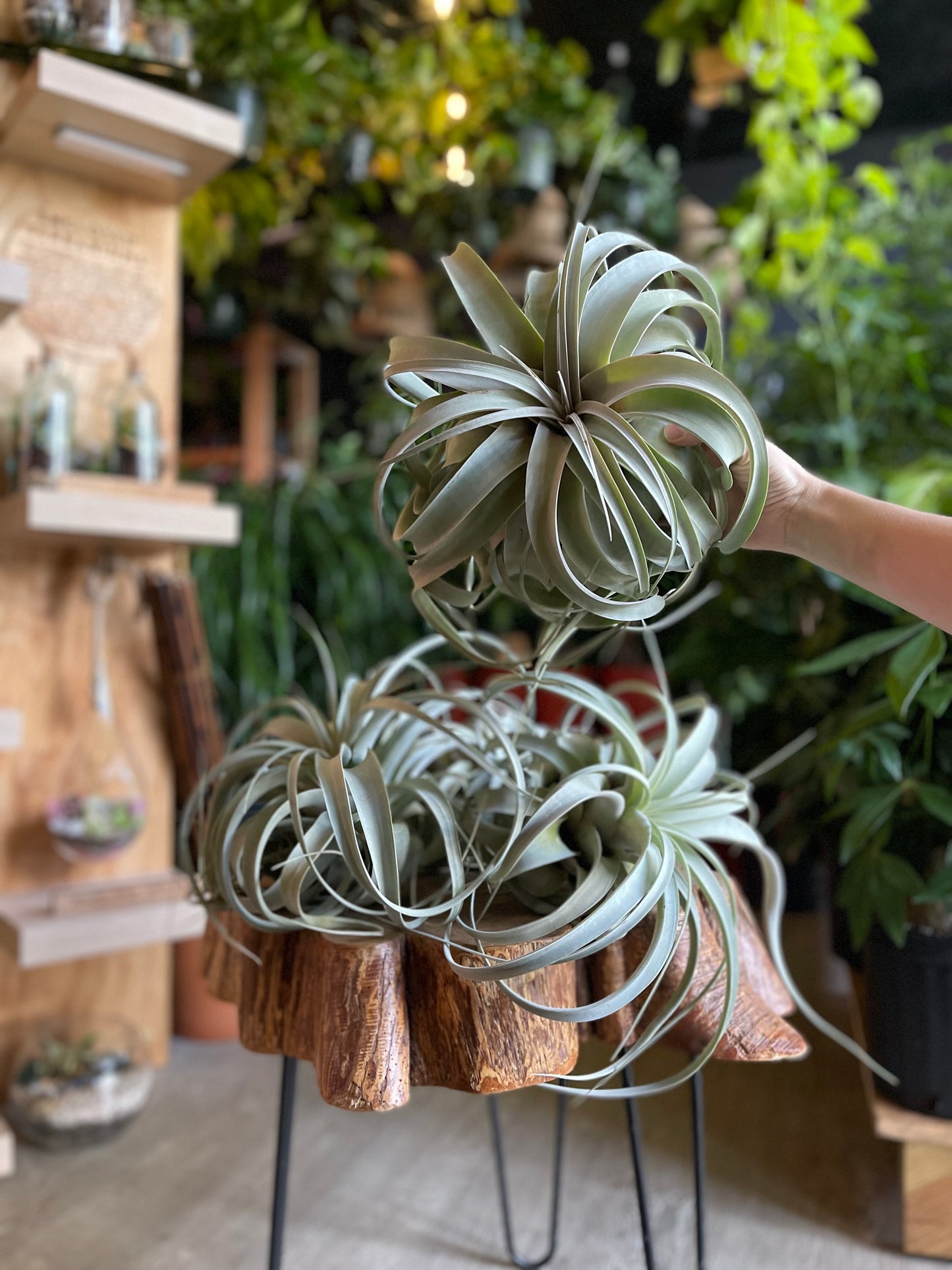 Tillandsia Xerographica