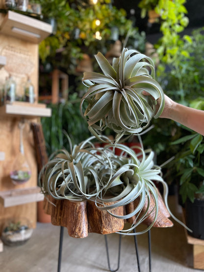 Tillandsia Xerographica