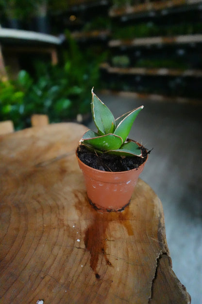Sansevieria Blue Tower 2"