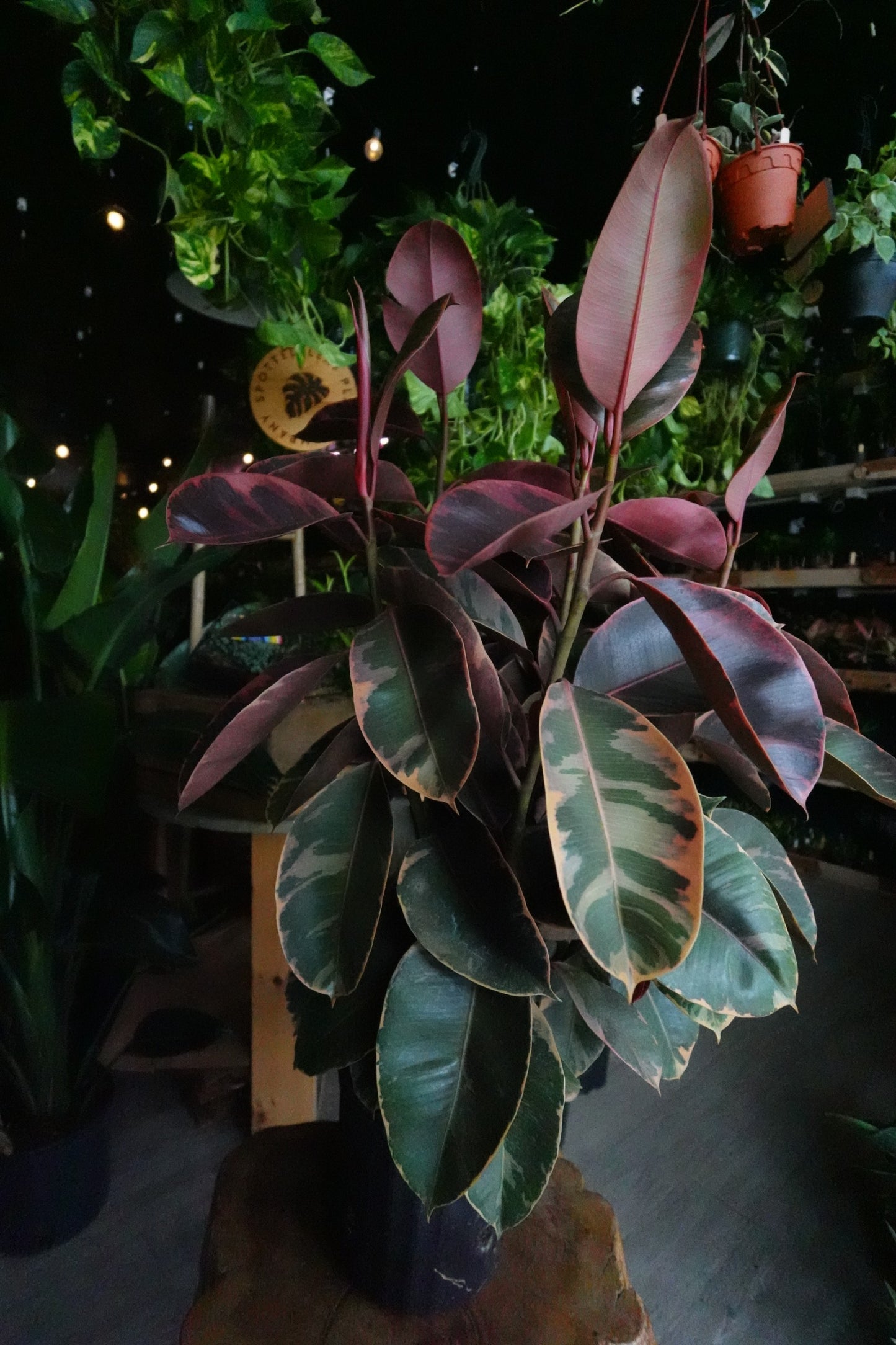 Ficus Ruby 8" (Tall)