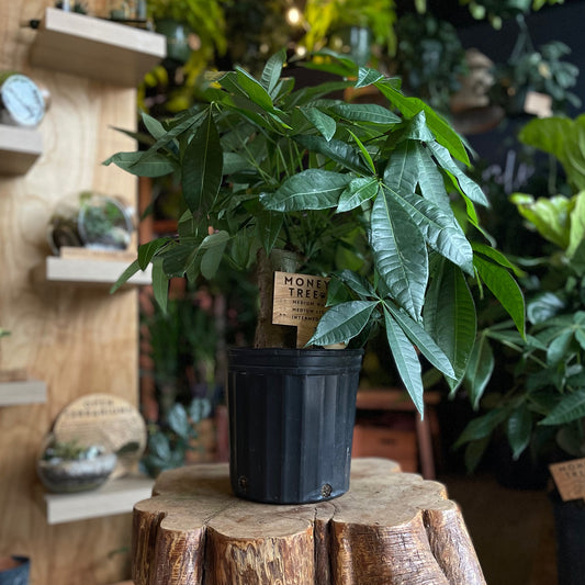 Money Tree Stump 8”