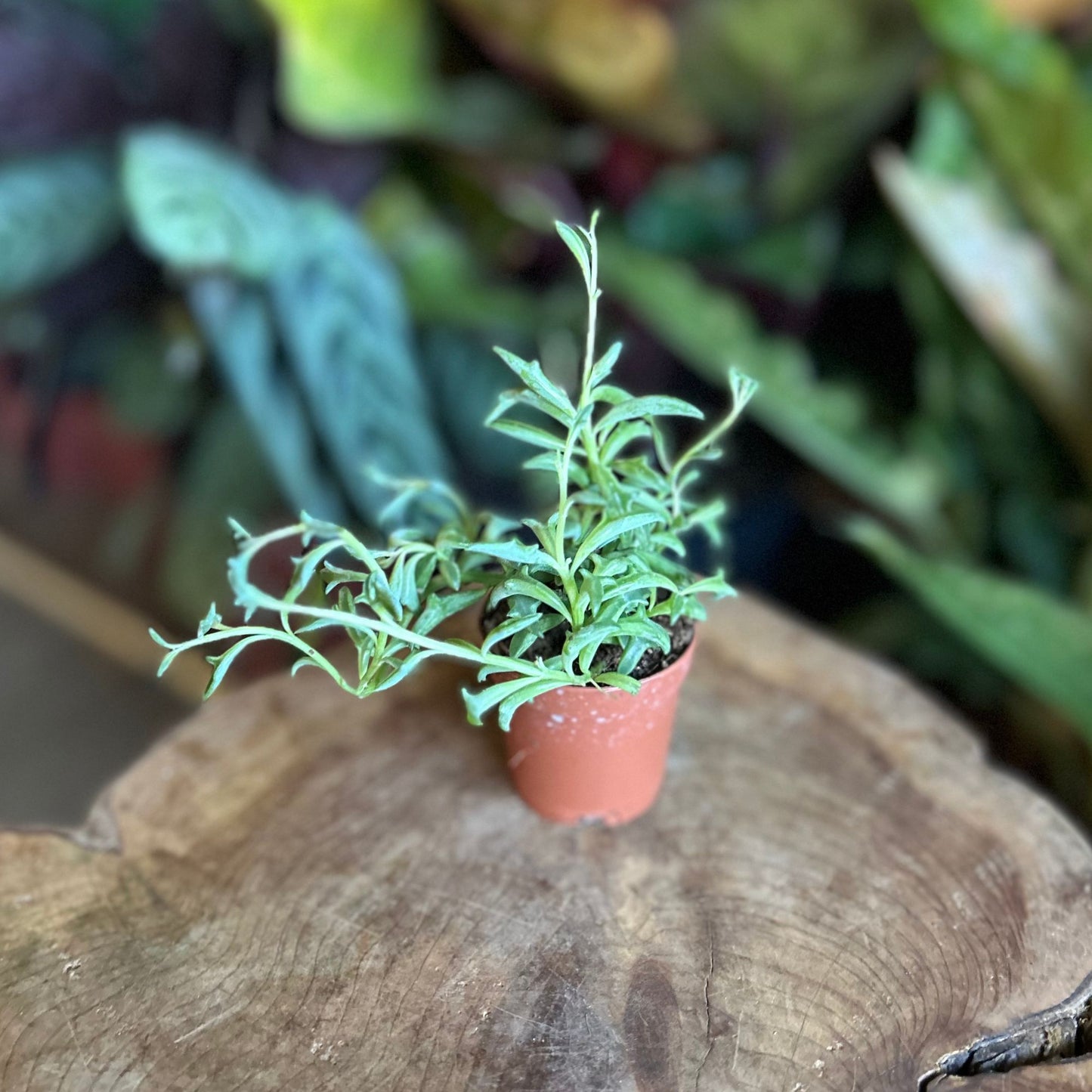 String of Dolphins 2"