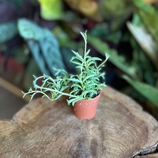 String of Dolphins 2"