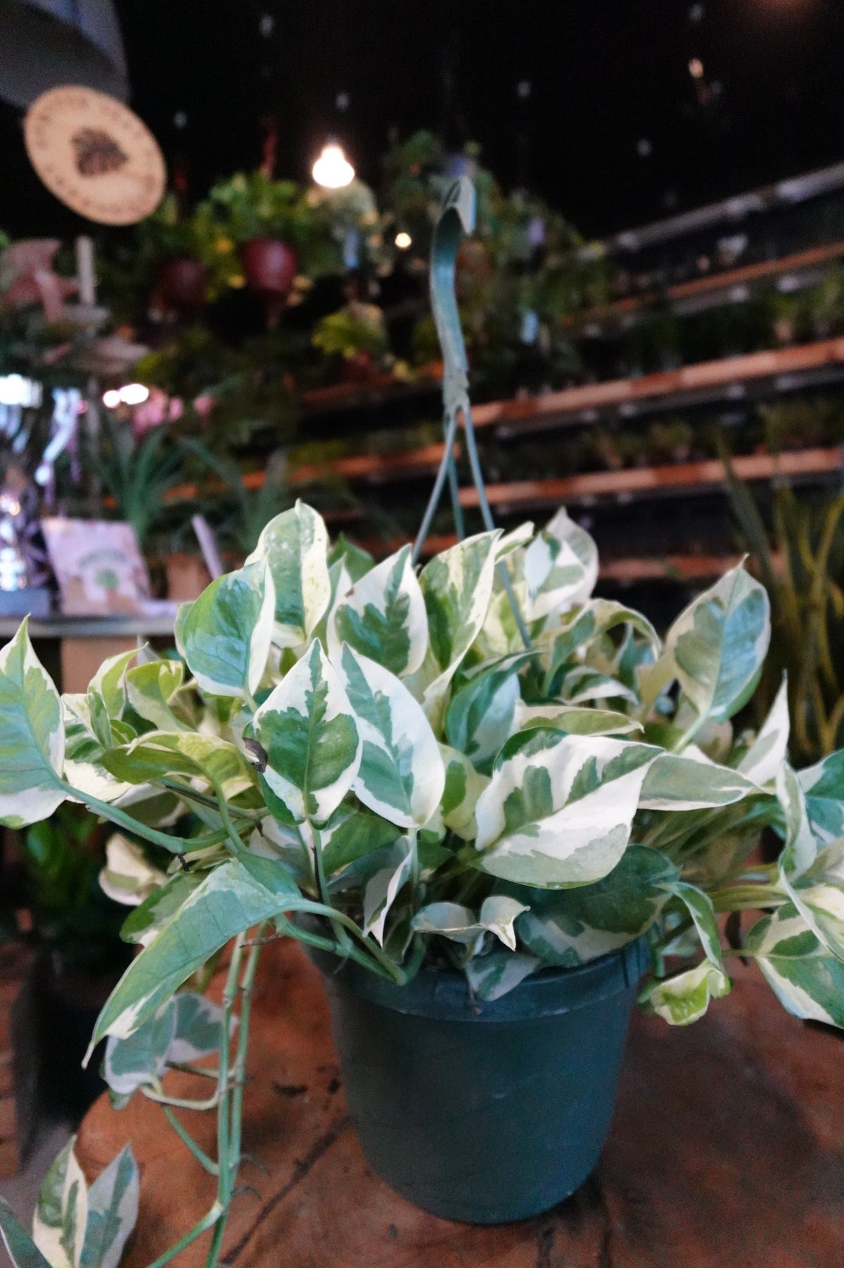 Pearls & Jade 8” HB
