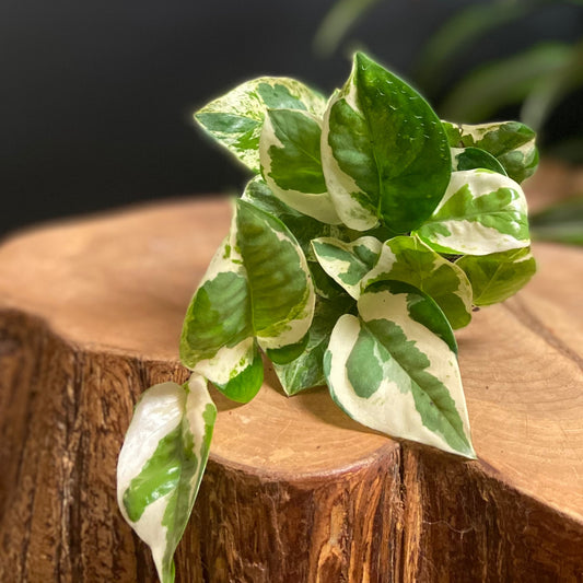 Pothos N' Joy 6" HB