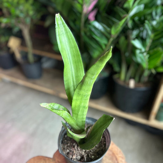 Sansevieria Moonshine 6”