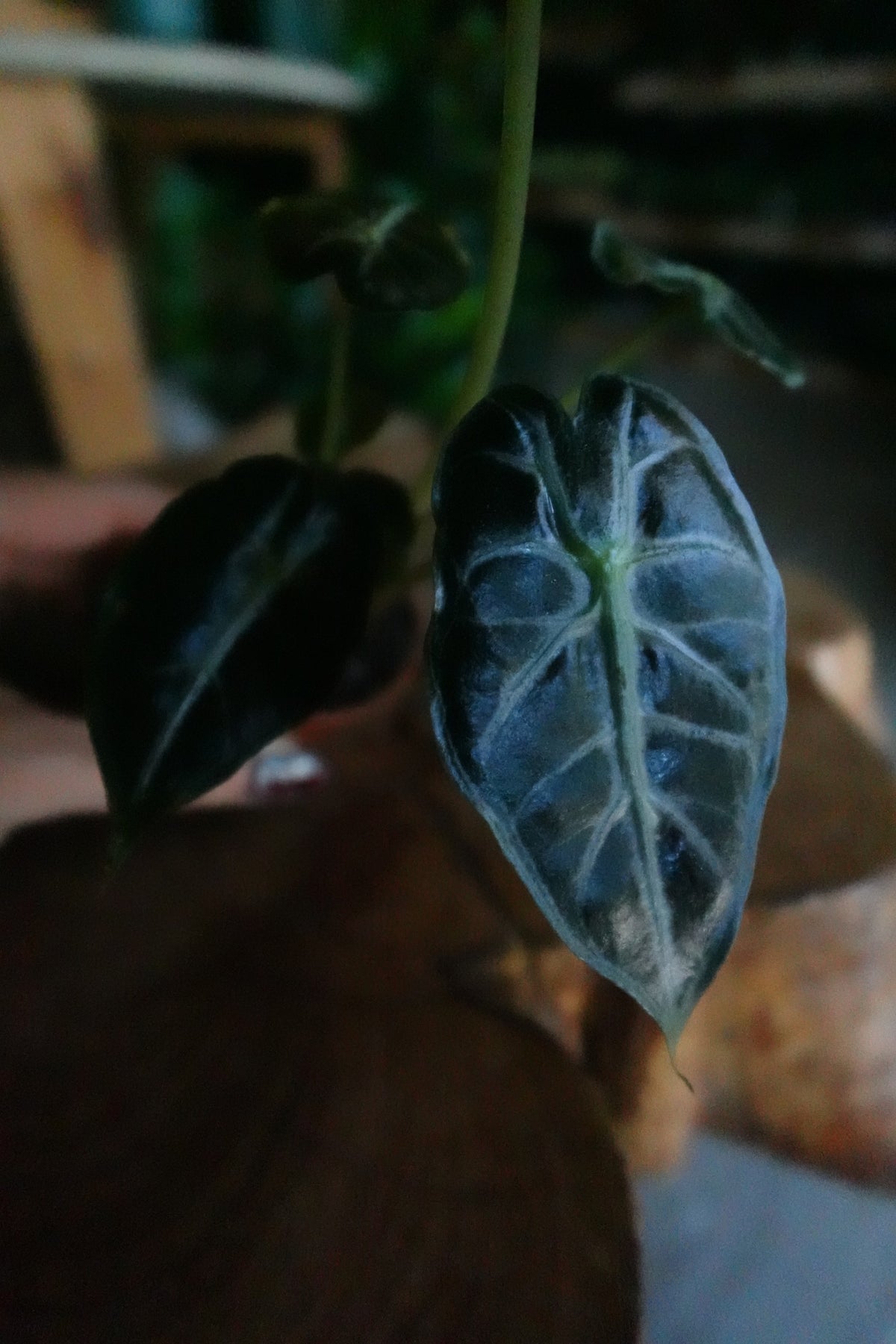 Alocasia Parasol 2"
