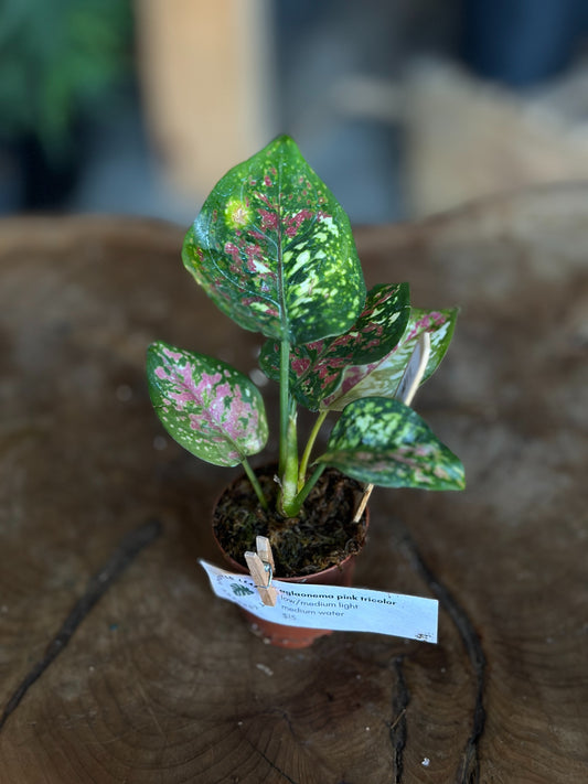 Aglaonema Pink Tricolor 2"