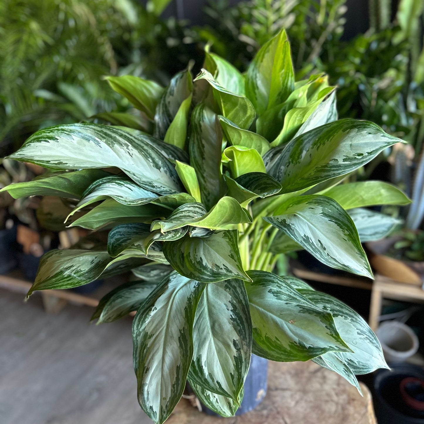 Aglaonema Silver Bay 8" (Large)