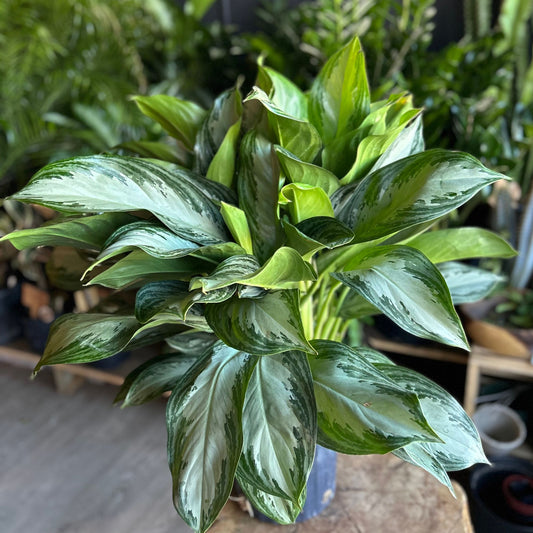 Aglaonema Silver Bay 8" (Large)