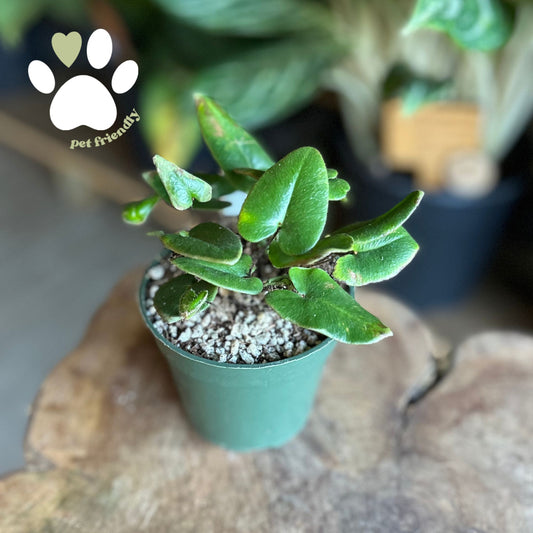 Heart Fern 4”