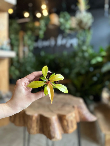 Philodendron Orange Marmalade 2”