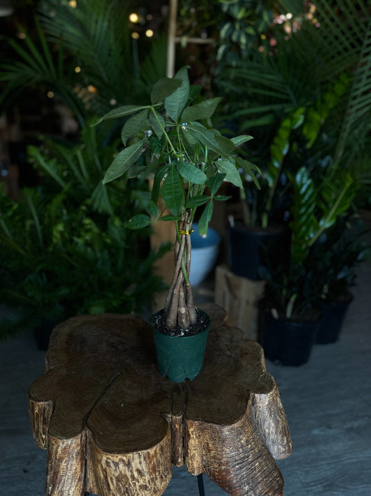 Money Tree Braided 5"