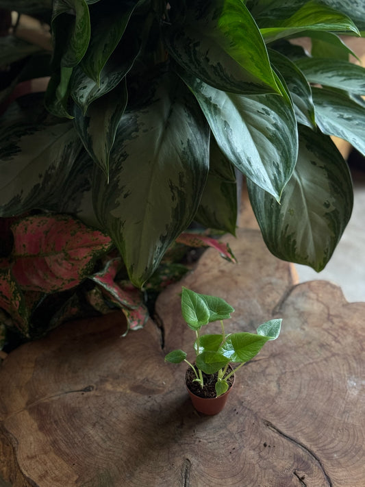 Alocasia Scalprum 2”