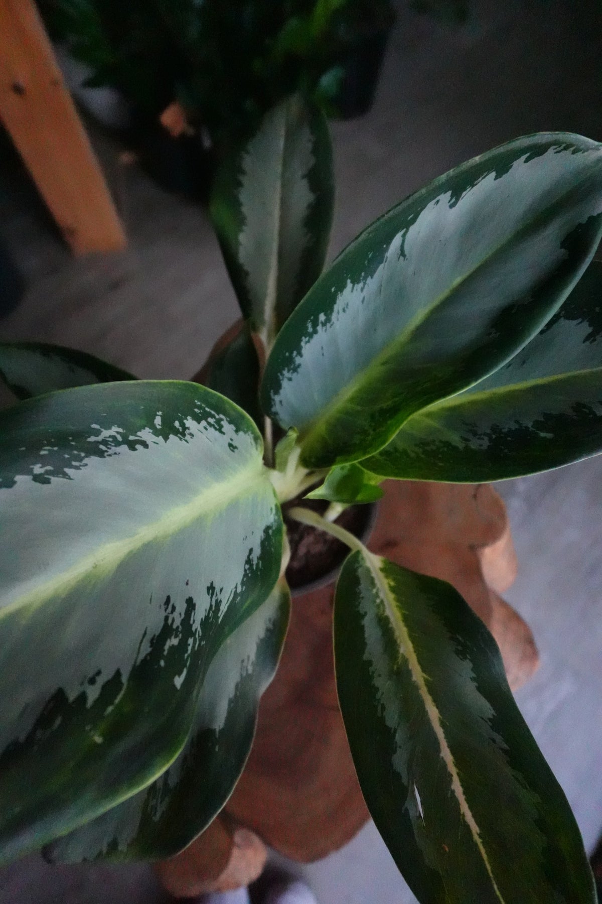 Aglaonema Green Bowl 6"