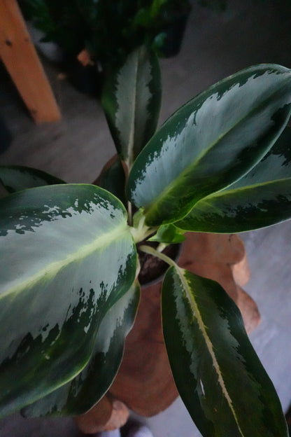 Aglaonema Green Bowl 6"