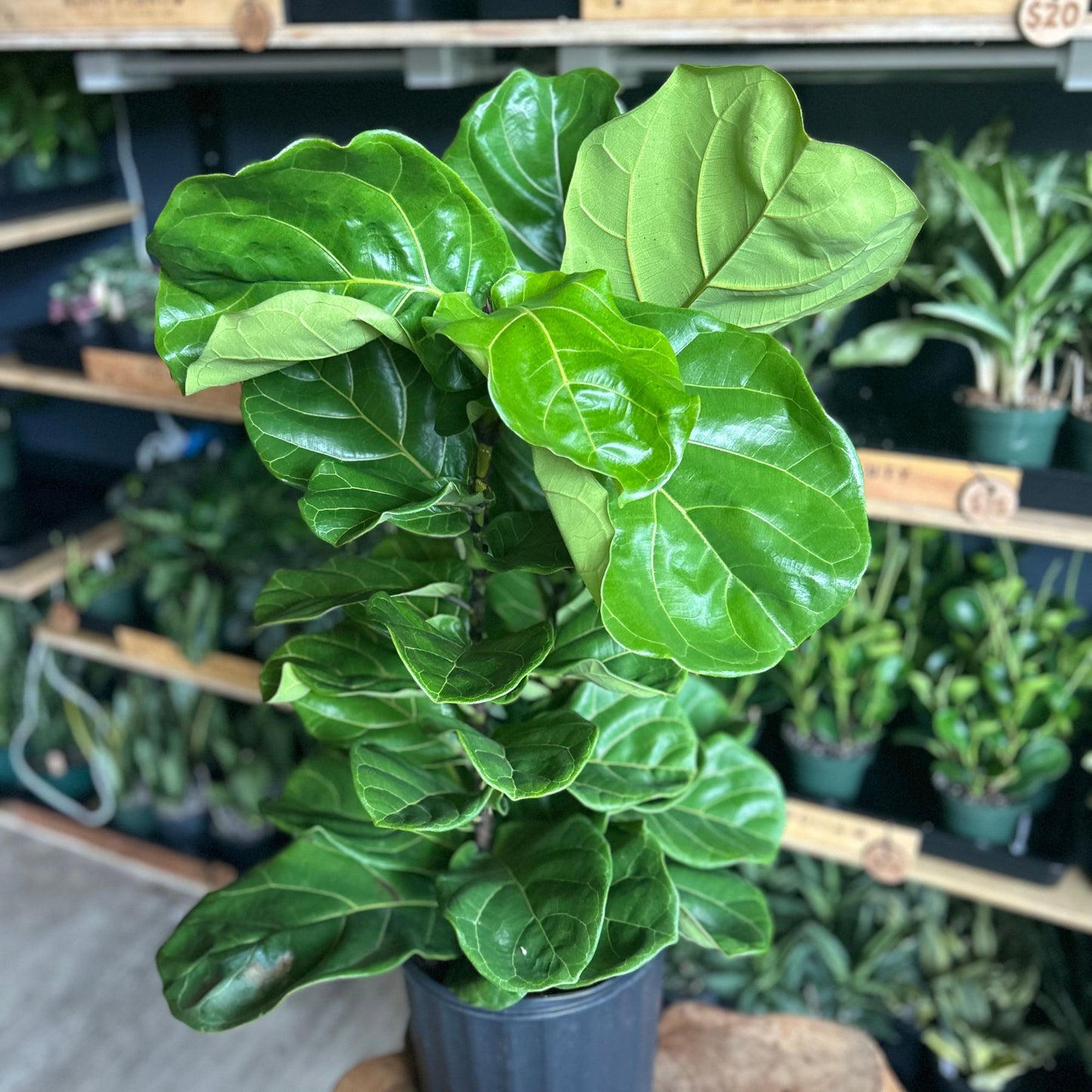 Ficus Lyrata Suncoast (Fiddle Leaf Fig) 10"
