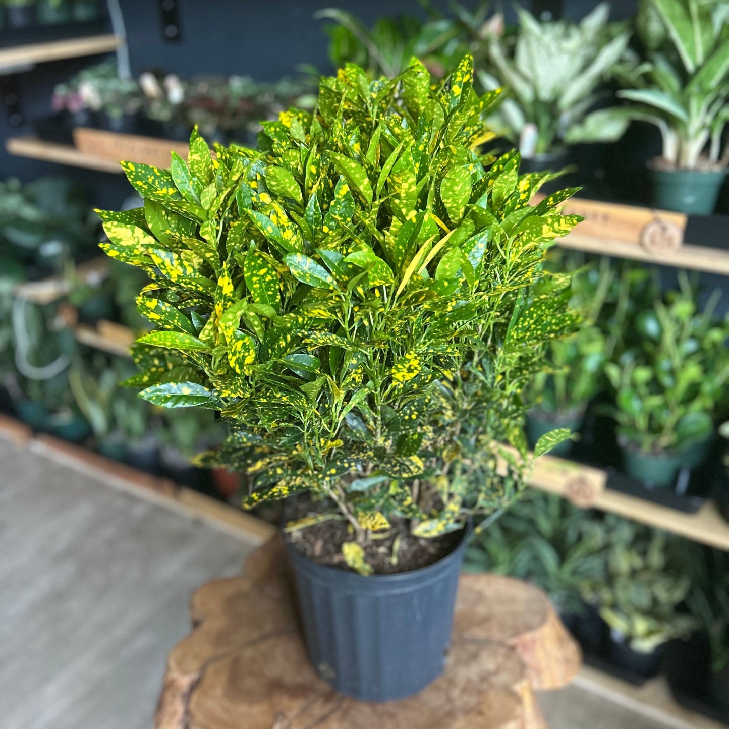 Croton Gold Dust 8"