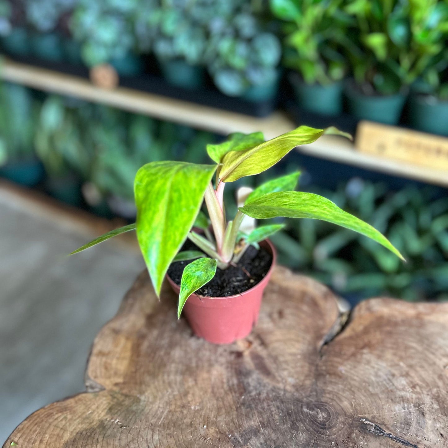 Philodendron Quad Color 4"