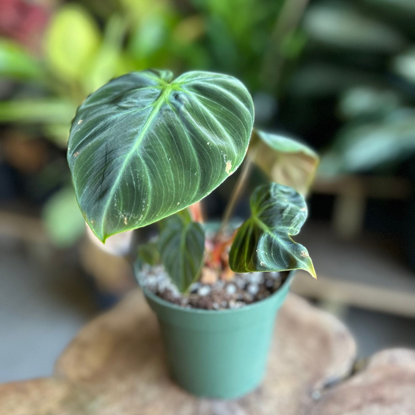 Philodendron El Choco Red 4"