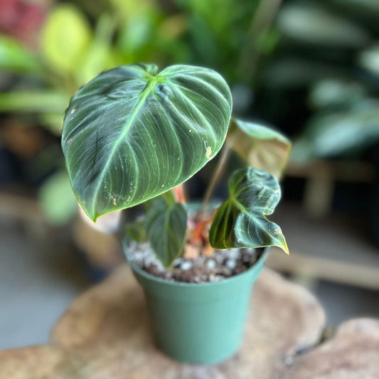 Philodendron El Choco Red 4"