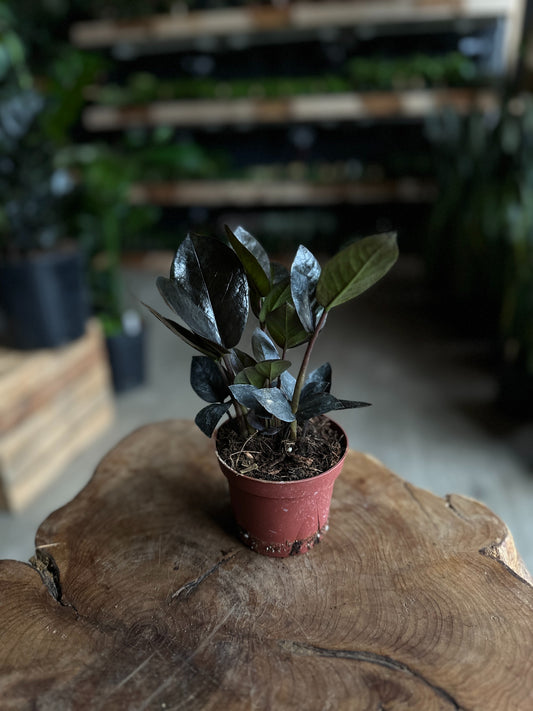 ZZ Plant Black Queen 4"