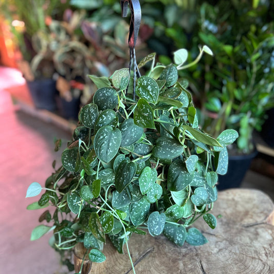 Scindapsus Pictus Argyraeus HB 8”