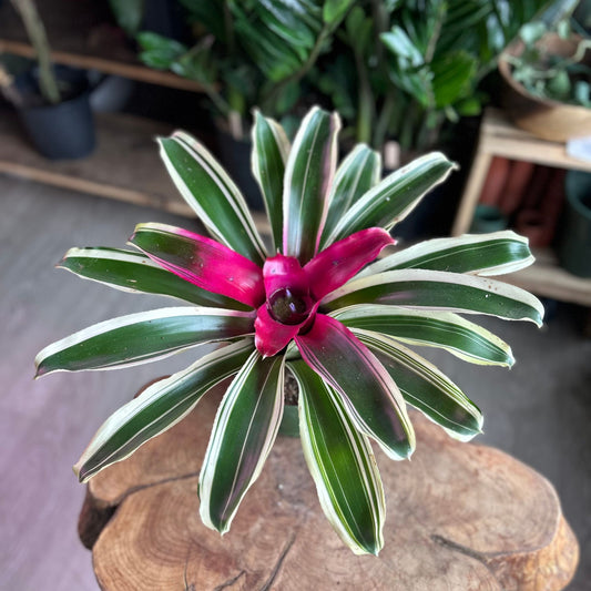 Neoregelia Raphael 6”