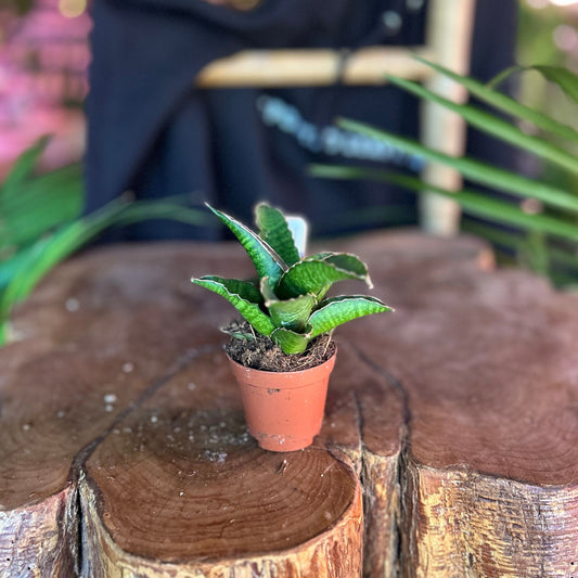 Sansevieria Marsha Anjani 2"