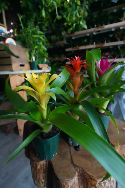 Bromeliad Guzmania 4”