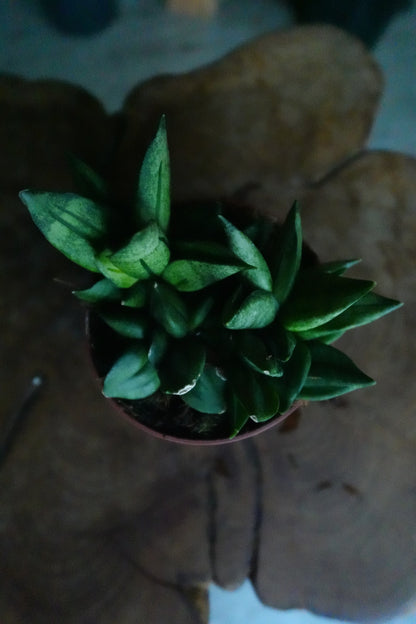 Sansevieria Pyramid 4"
