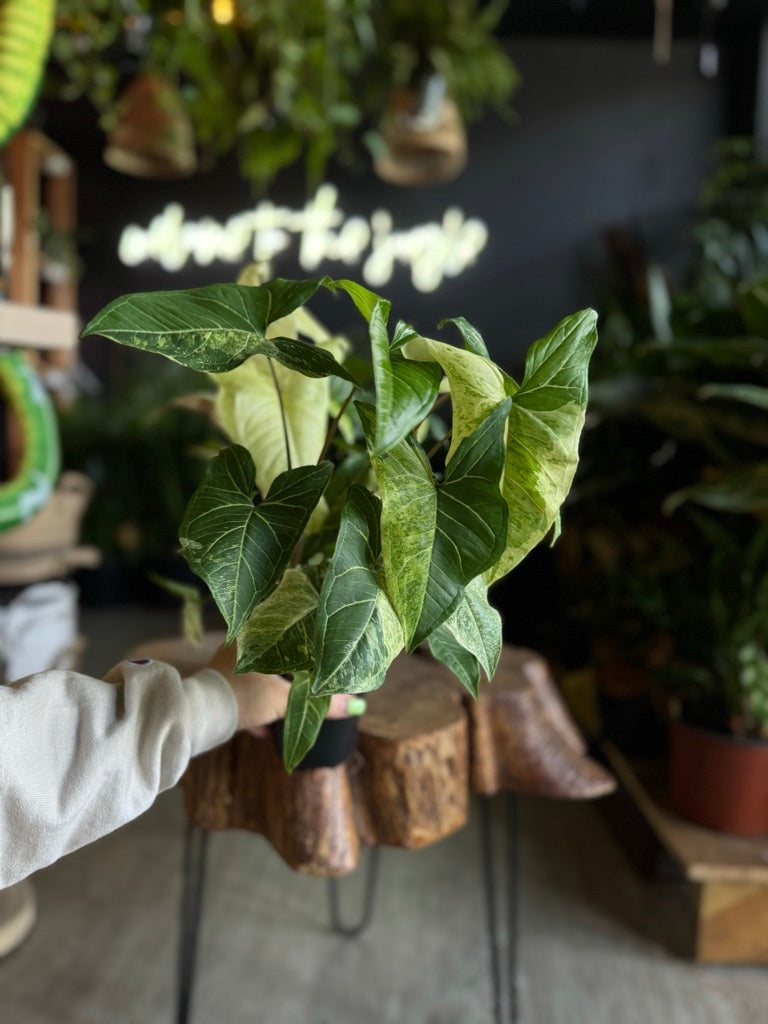 Syngonium Batik Variegated 3.5"